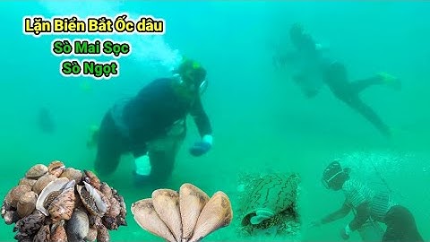Lặn Ốc Dâu Bắt Sò Mai Sò Ngọt Tập 68 #lặnbắthảisản #nghềlặnbiển #lặnbiển