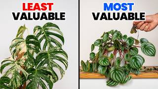 The Most Valuable Plant In Your Home Isn't The One You Think