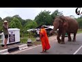 People have forgotten that it is a wild elephant viral