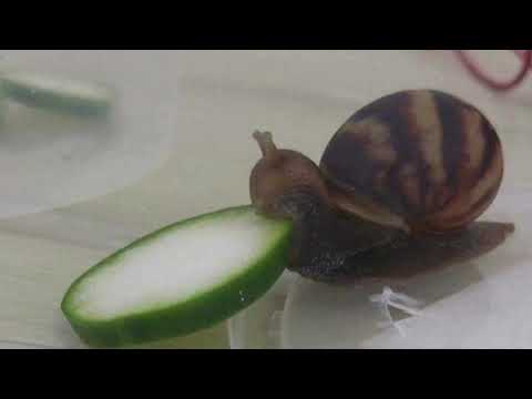 snail-chomps-on-a-slice-of-cucumber-while-“i-want-you-back”-by-jackson-5-plays-in-the-background