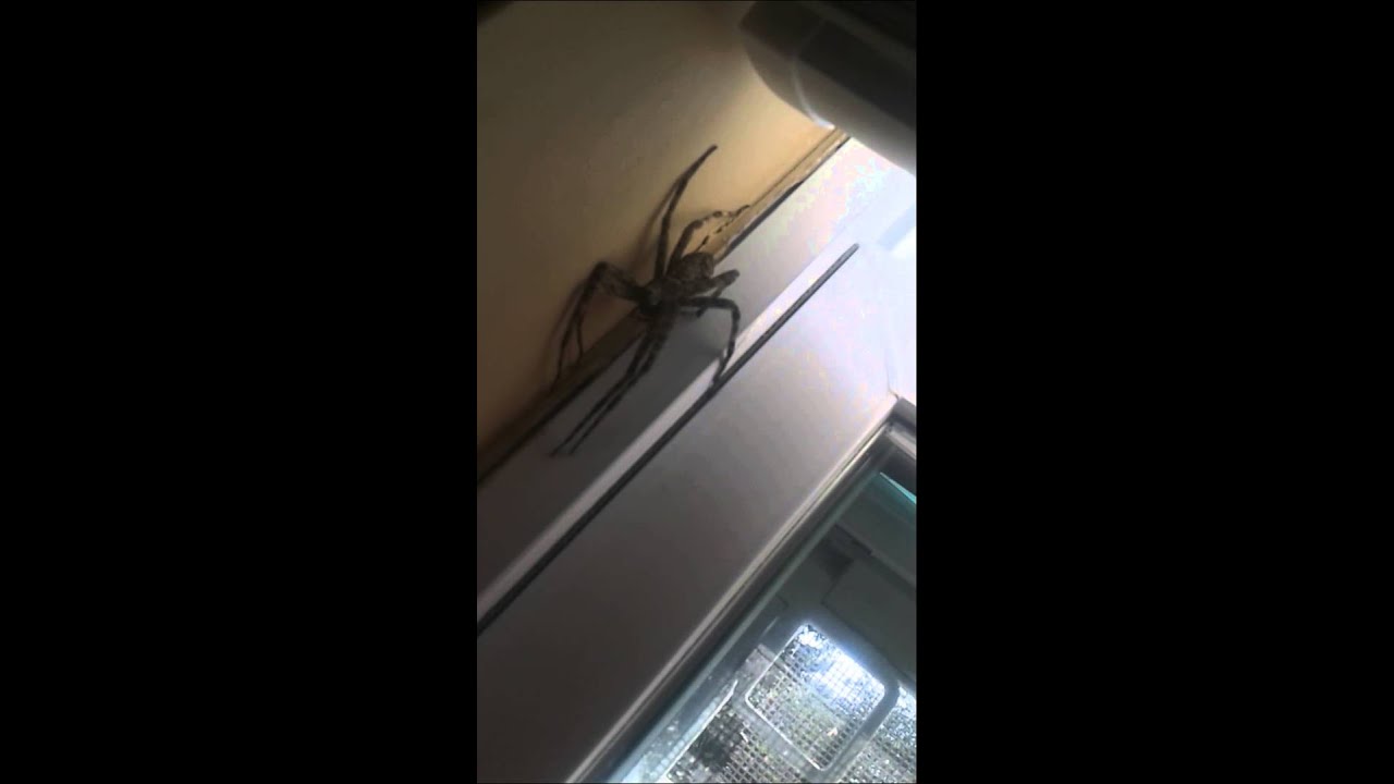 HUGE SPIDER IN YouTube
