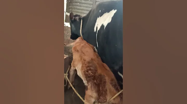 Cute baby calf feeding on her mother's milk