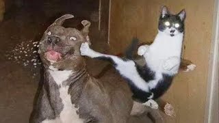 Oh sorry my feet didn't see your face ! Funny dogs and cats video