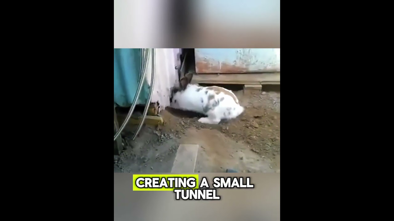 rabbit saves Cat Life 