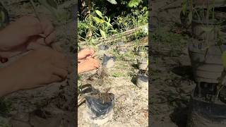Membersihkan cabai yang tidak berbuah lagi dan mengambil polybag bekasnya #garden #farming