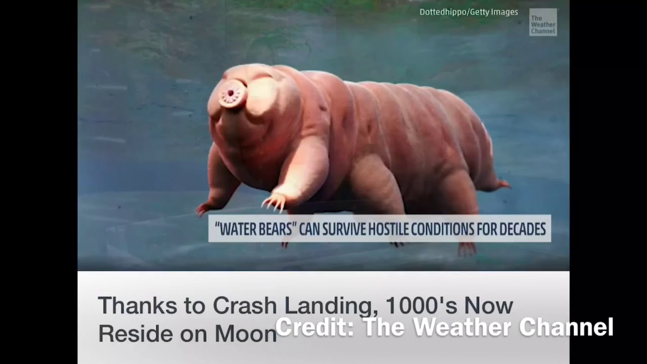 Life on the moon verified by the weather channel