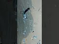 Sea Birds 🕊️It is a very beautiful view #video Subscribe ☺️