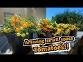 Growing productive tomatoes in containers bush tomatoes from seed to harvest container garden