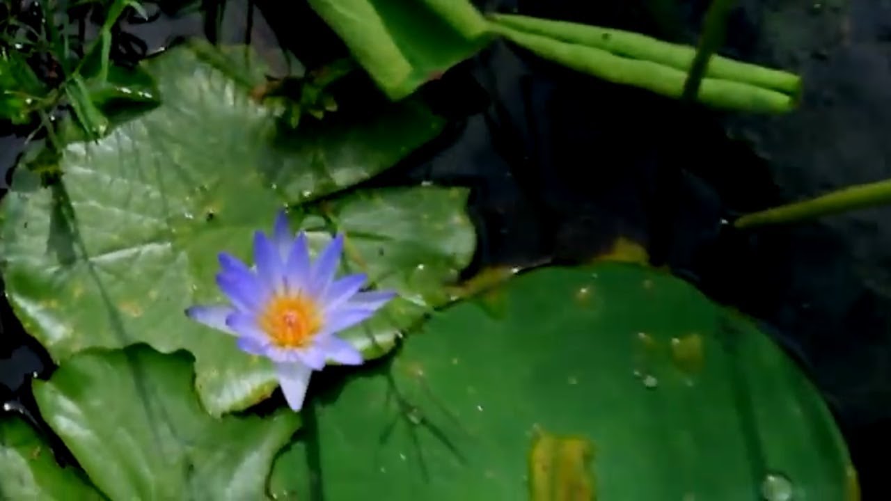 garden aquarium how to grow blue water lily grow from seed YouTube