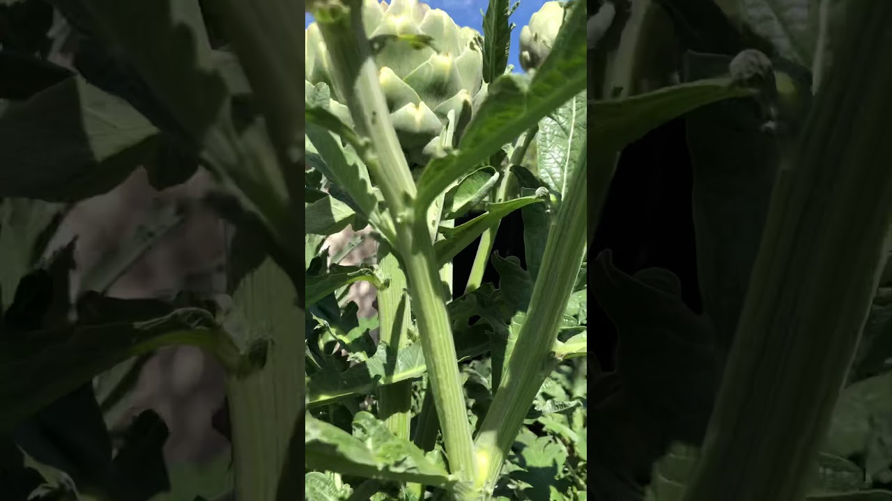 Life Cycle of a Ladybug