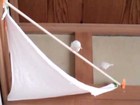 ほのか 辰五郎 止まり木 白文鳥