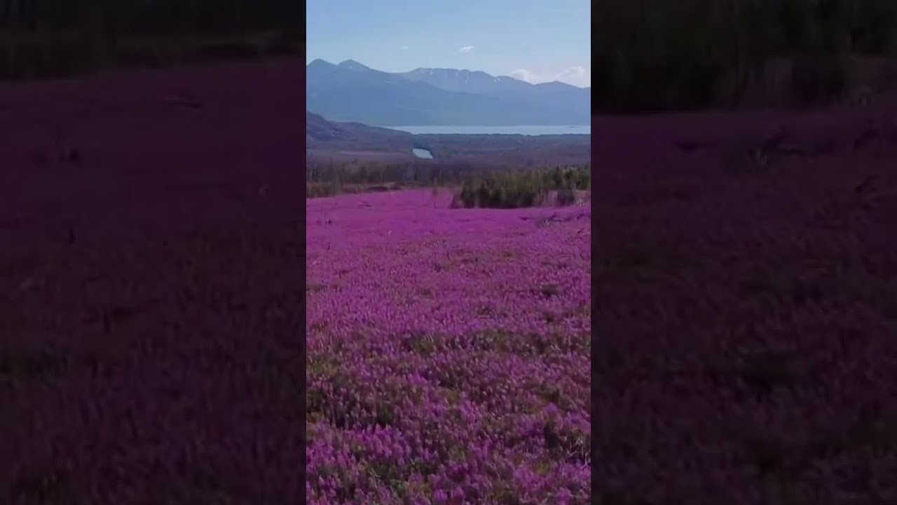 HUGE field of Alaska Fireweed Flowers 🌸 Drone View