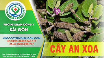 Cây An Xoa - Thuốc Quý Điều Trị Ung Thư Gan, Xơ Gan Từ Dân Gian