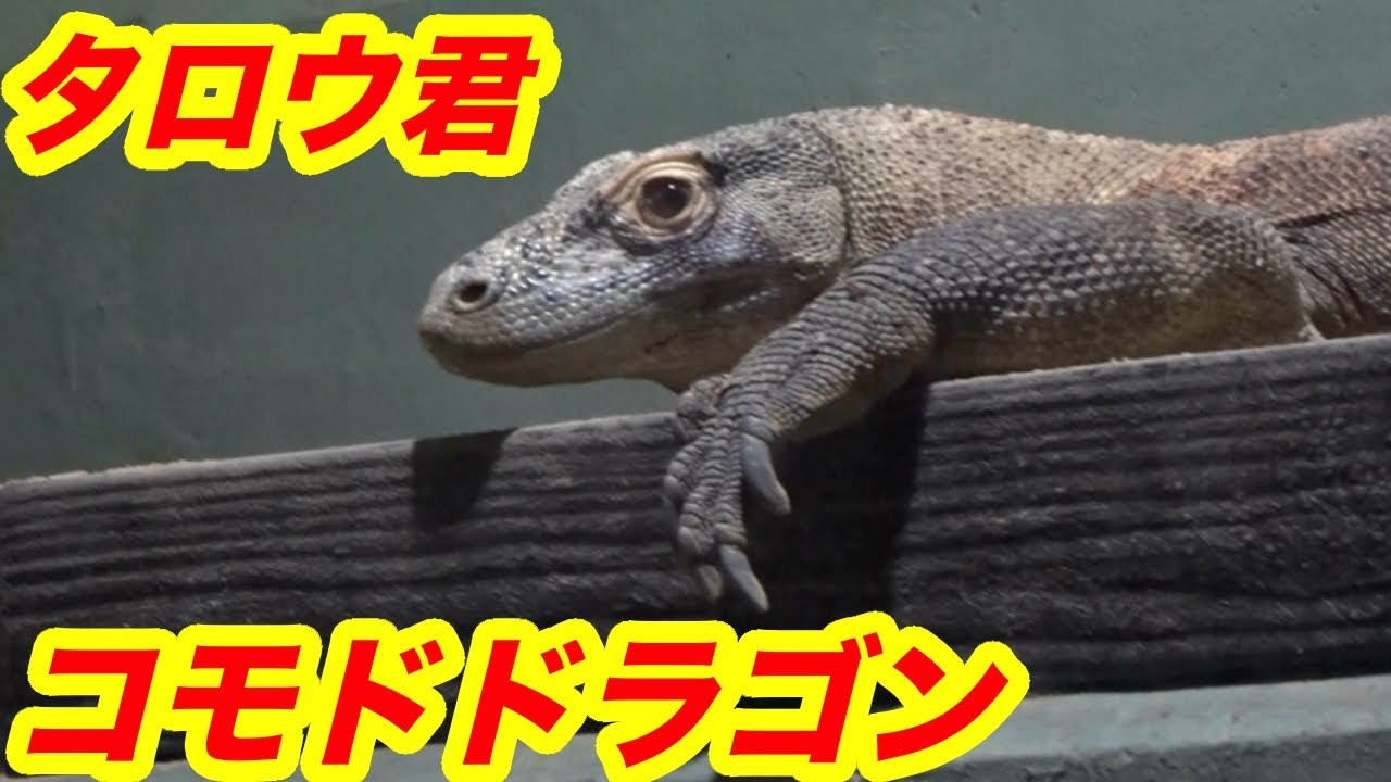 コモドドラゴン様 maxresdefault.jpg