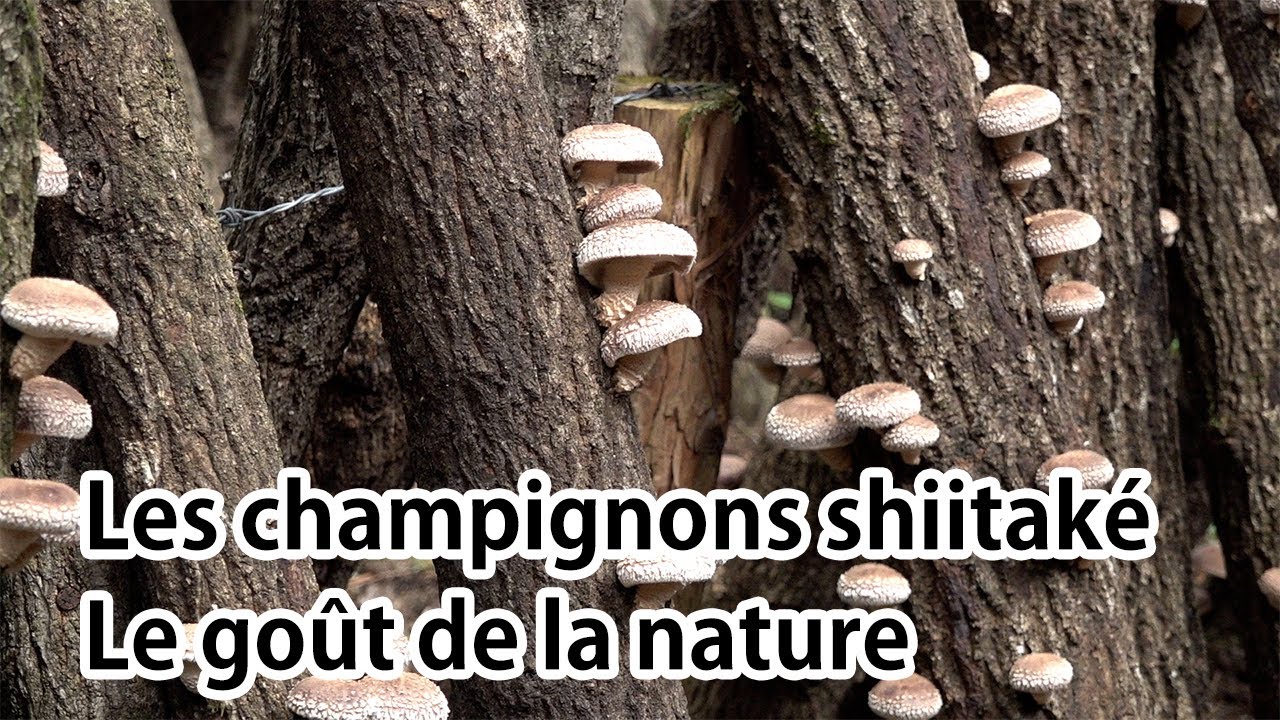 Les champignons shiitaké Le goût de la nature YouTube