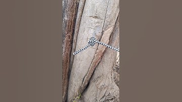 Amazing rope knot tricks/#knots #nail