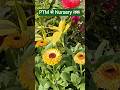 PTM के रास्ते में Nursery Visit 🌱Plant Lover | Plant Shopping Shorts #YtShorts