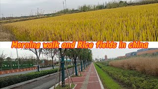Morning WALK  | walking through the rice feilds in china |#morningwalk#chinatour #winterwalk