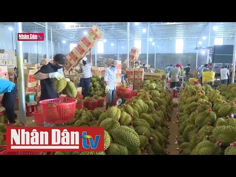 Video Đắk Lắk tìm giải pháp tiêu thụ sầu riêng - youtube