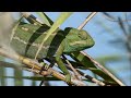 Camaleón común en España - Fauna ibérica.