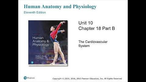 Anatomy and Physiology Chapter 18 Part B