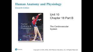 Anatomy and Physiology Chapter 18 Part B