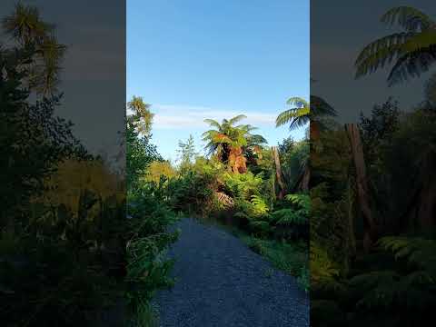 a gully walk in Hamilton