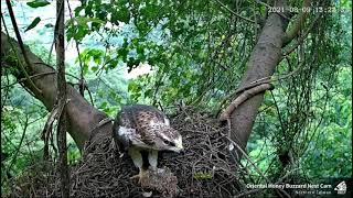 (8/9 追逐取餐) 東方蜂鷹巢位直播回顧 Oriental Honey Buzzard Nest Cam ハチクマの子育て生中継