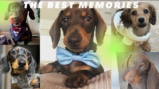 The Best  Dachshund Memories Happy New Year 2022 , Living with Dachshund Sausage Dog Doxis Teckel .