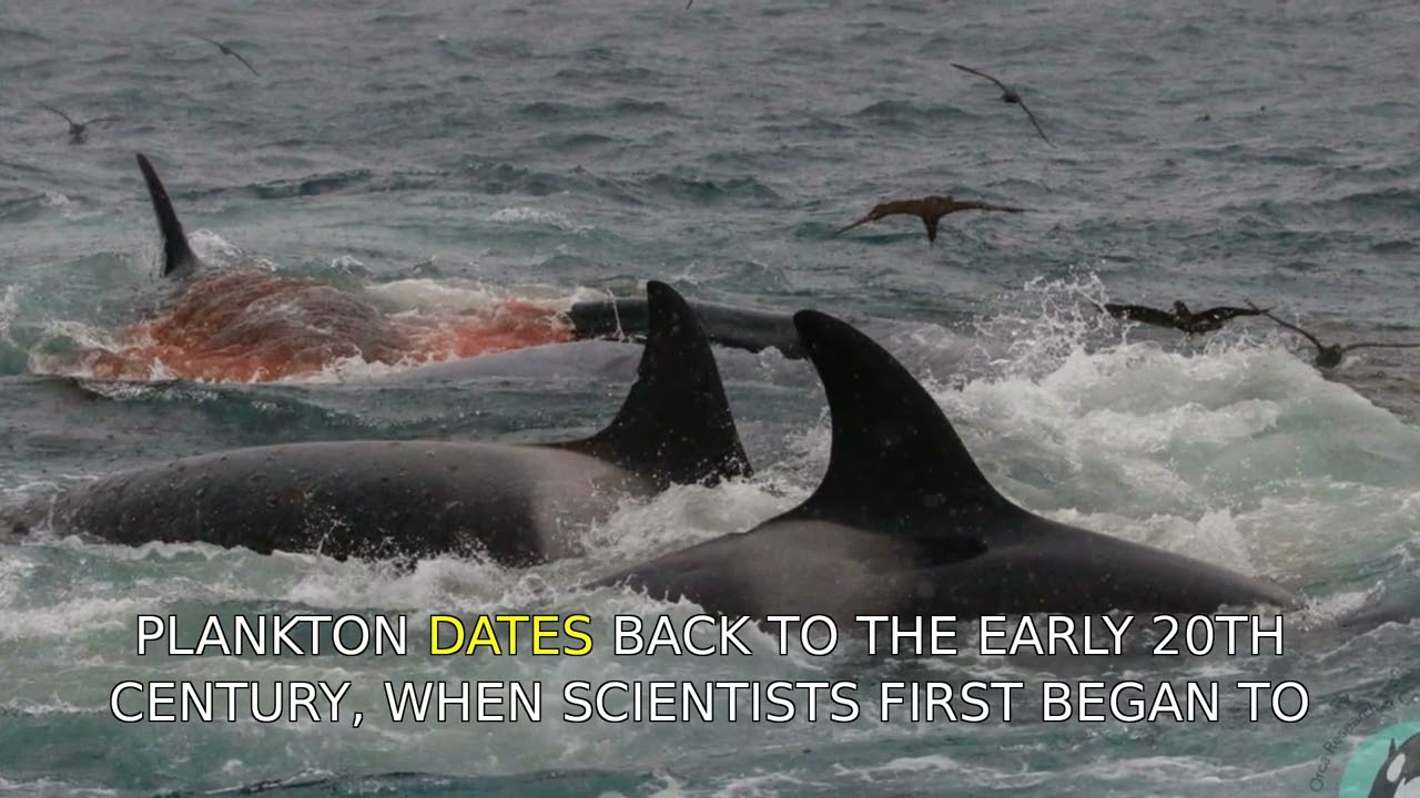 The Science of Glowing Plankton in Ocean Currents: Detailed Explanation