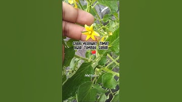 Cara merawat pohon tomat agar subur dan cepat berbuah🍅🌱