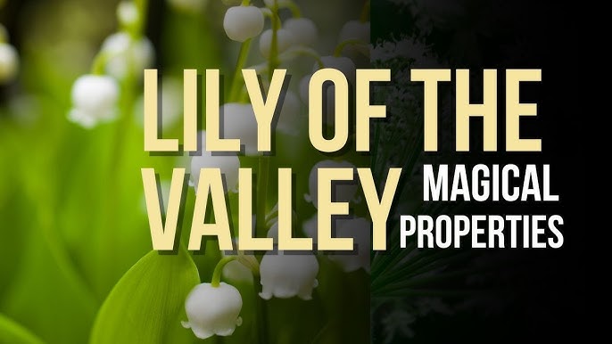 13 Things You Didn't Know About Lily of the Valley