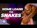 Dangers of Using DEBT to Start a Reptile Business | #ballpython #snake #reptiles