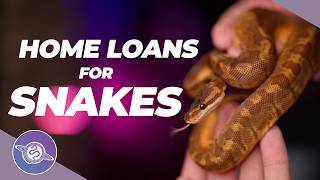 Dangers of Using DEBT to Start a Reptile Business | #ballpython #snake #reptiles