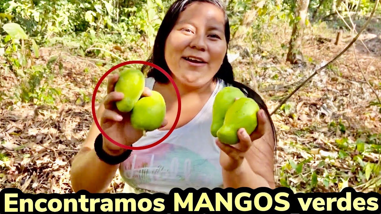 MANGUIANDO ENTRE LOS CAFETALES DE IZALCO, SONSONATE izalco mango 