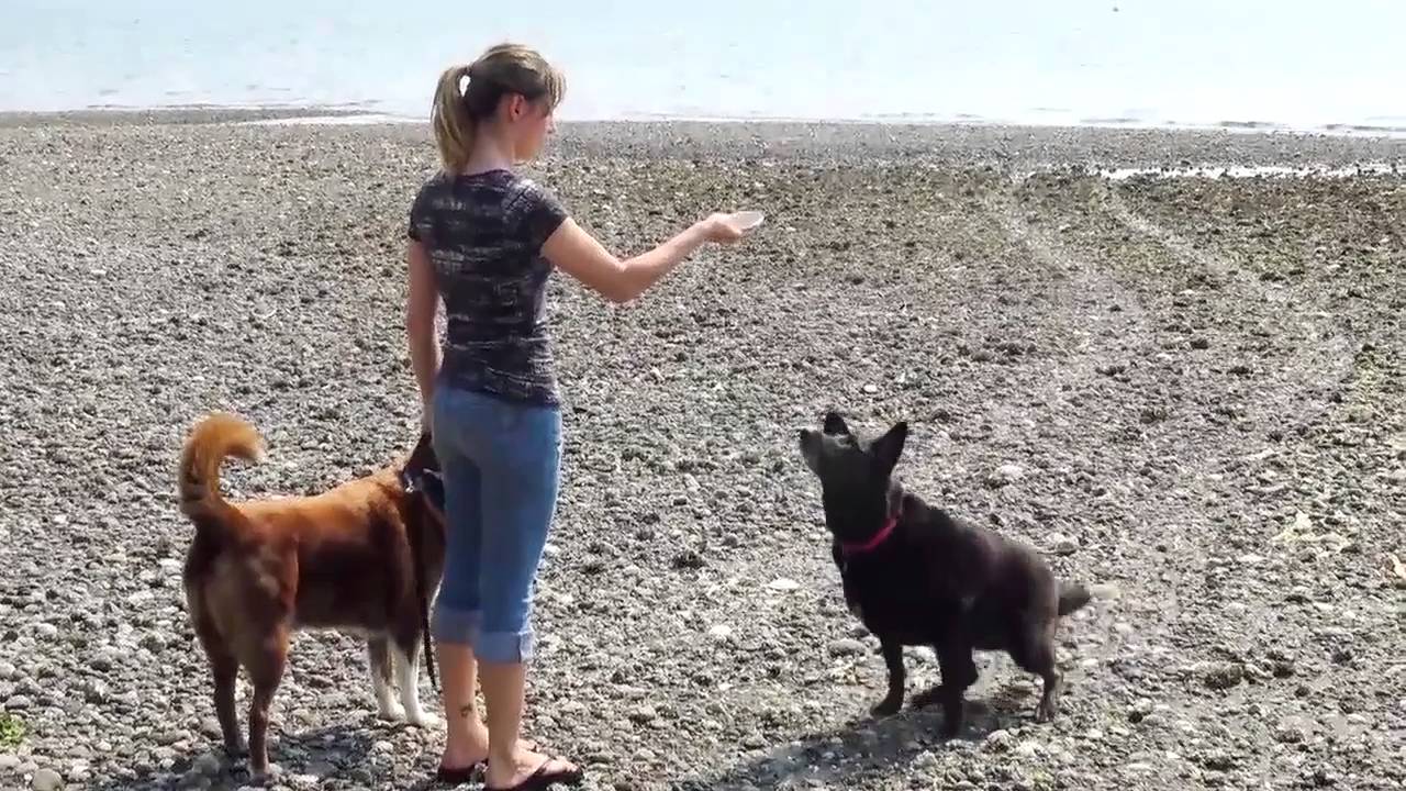 Dog Training Basics Motivate Your Dog YouTube