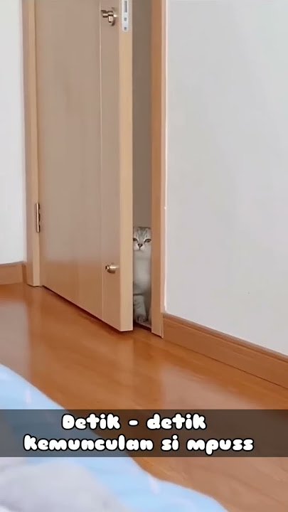 kucing ngintip
