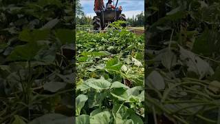 Modern tools for cultivating farmland -Agriculture farming #shorts