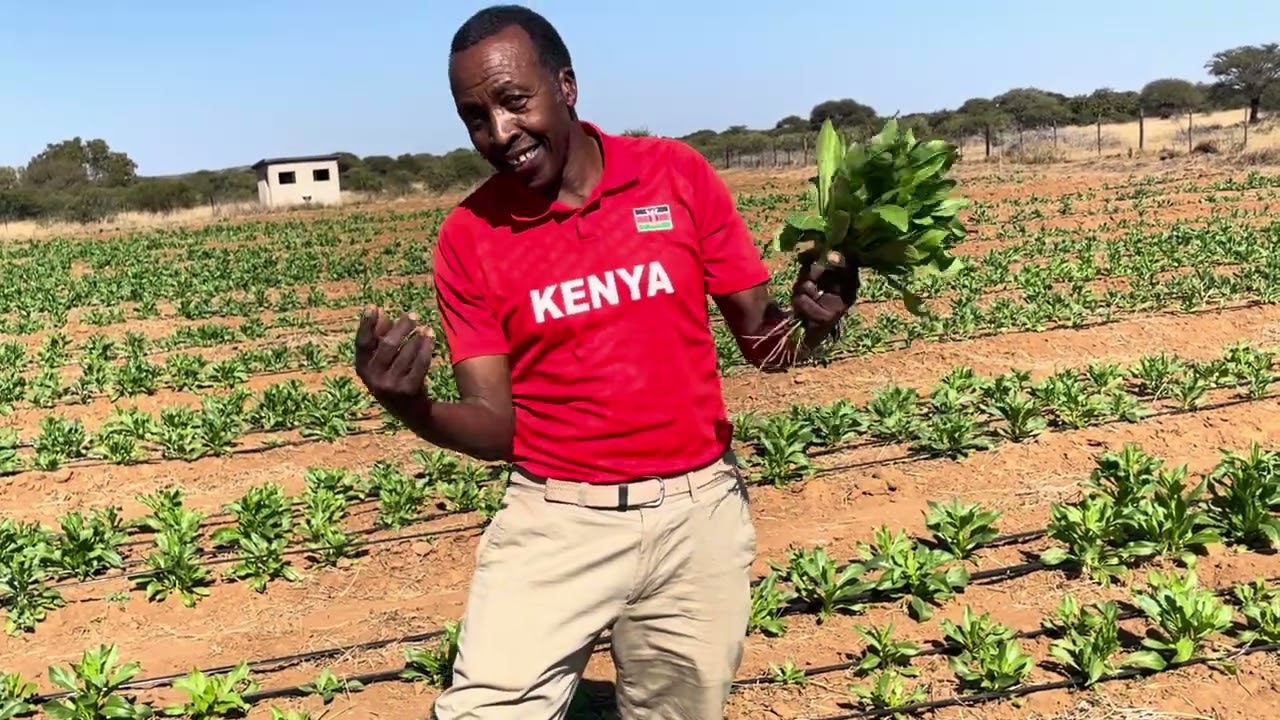 SAFFLOWER FARMING FOR BEGINNERS