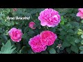 Harwood Rose Garden Tour | Each Rose Labelled