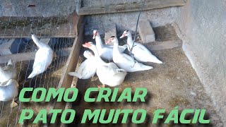 E que tal um jogo em que o objetivo é criar patos? Experimentar não custa  nada - Android - SAPO Tek