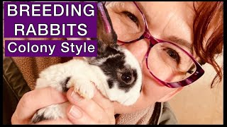 Rabbit Breeding For Beginners Colony Style ~ Cute Bunnies Everywhere by Funny Farm Homestead 689 views 2 years ago 13 minutes, 9 seconds