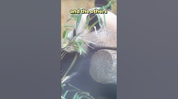 Have you seen pandas fighting？