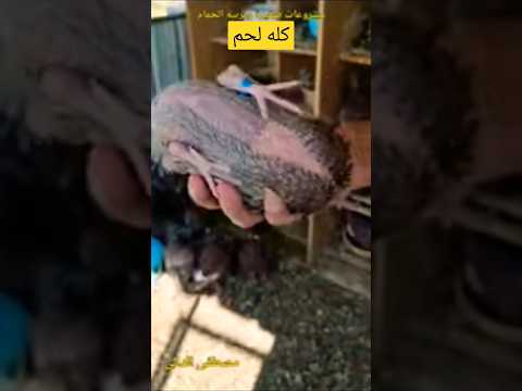 عمرك شوفت زغلول حمام لاحم كده