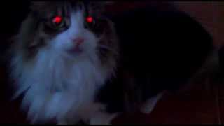 Scary Cats With Red Eyes