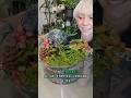 I Built a Mini Carnivorous Plant Jungle Terrarium Ecosystem #terrarium #stem #plants