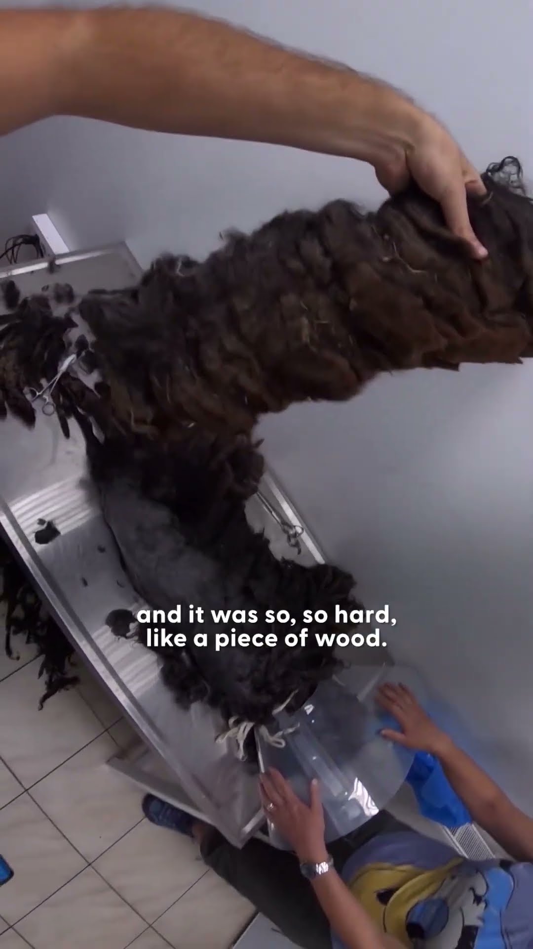 Matted Dog Becomes Unrecognizable After Transformation | The Dodo