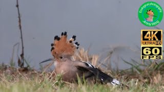 載勝 ~ 開冠 Eurasian hoopoe ヤツガシラ Transit migratory birds in Hong Kong 香港過境遷徙雀鳥