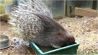 Cute Porcupines loves to Play with Human and Taking Shower