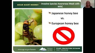 Invasive Species Awareness Week: Asian Giant Hornet